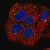 Anti-GNAI1 antibody produced in rabbit Prestige Antibodies&#174; Powered by Atlas Antibodies, affinity isolated antibody