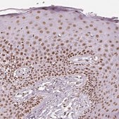 抗-KDM5B 兔抗 Prestige Antibodies&#174; Powered by Atlas Antibodies, affinity isolated antibody, buffered aqueous glycerol solution