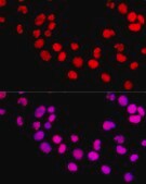 Anti-DNMT1 antibody produced in rabbit
