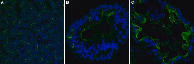 Anti-MRP2 Antibody, clone 1B2 ZooMAb&#174; Rabbit Monoclonal recombinant, expressed in HEK 293 cells