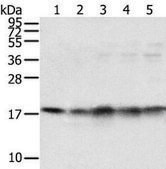 Anti-TAF11 affinity isolated antibody