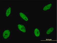 Monoclonal Anti-CDKL1 antibody produced in mouse clone 5B11, purified immunoglobulin, buffered aqueous solution