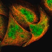 抗-DCTPP1 兔抗 Prestige Antibodies&#174; Powered by Atlas Antibodies, affinity isolated antibody, buffered aqueous glycerol solution