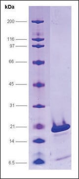 PC4, serine mutations human recombinant, expressed in E. coli, &#8805;80% (SDS-PAGE)