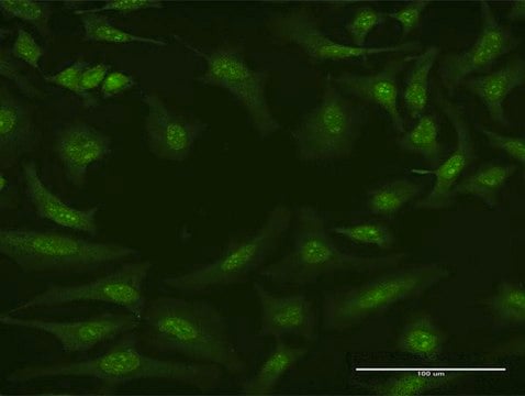 Monoclonal Anti-CUL4A antibody produced in mouse clone 3H3, purified immunoglobulin, buffered aqueous solution