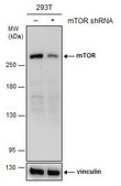 Monoclonal Anti-mTOR antibody produced in mouse clone GT6611, affinity isolated antibody
