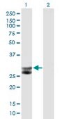 Anti-CTSG antibody produced in mouse IgG fraction of antiserum, buffered aqueous solution