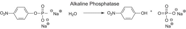Phosphatase, Alkaline from bovine intestinal mucosa lyophilized powder, &#8805;10&#160;DEA units/mg solid