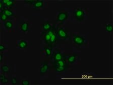 ANTI-TAF11 antibody produced in mouse clone 3G6, purified immunoglobulin, buffered aqueous solution