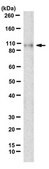 Anti-Alpha-Catenin Antibody, clone 1G5 clone 1G5, from mouse
