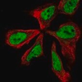 Anti-NPAS3 antibody produced in rabbit Prestige Antibodies® Powered by Atlas Antibodies, affinity isolated antibody, buffered aqueous glycerol solution