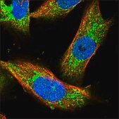 Anti-FRRS1L antibody produced in rabbit Prestige Antibodies® Powered by Atlas Antibodies, affinity isolated antibody, buffered aqueous glycerol solution
