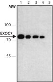 Monoclonal Anti-EXOC7 antibody produced in mouse 1 mg/mL, clone 70X13F3, purified immunoglobulin