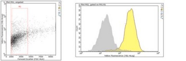 Anti-acetyl-Histone H3 (Lys9) Antibody, Alexa Fluor&#8482; 555 Conjugate from rabbit, ALEXA FLUOR&#8482; 555