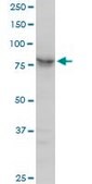 Anti-ARNT antibody produced in mouse purified immunoglobulin, buffered aqueous solution