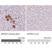 Anti-BPIFB2 antibody produced in rabbit Prestige Antibodies® Powered by Atlas Antibodies, affinity isolated antibody, buffered aqueous glycerol solution