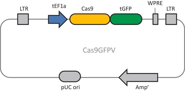 Cas9-GFP Lenti Plasmid