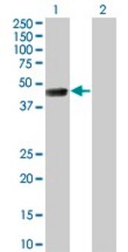 Monoclonal Anti-TSSK1 antibody produced in mouse clone 4F12, purified immunoglobulin, buffered aqueous solution
