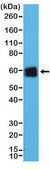 Anti-CD5 antibody, Rabbit monoclonal recombinant, expressed in HEK 293 cells, clone RM354, purified immunoglobulin