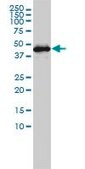 Monoclonal Anti-GSDMDC1 antibody produced in mouse clone 3F12-1B2, purified immunoglobulin, buffered aqueous solution