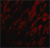 Anti-UNG1 (ab2) antibody produced in rabbit affinity isolated antibody, buffered aqueous solution