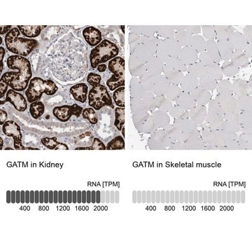 Anti-GATM antibody produced in rabbit Prestige Antibodies&#174; Powered by Atlas Antibodies, affinity isolated antibody, buffered aqueous glycerol solution