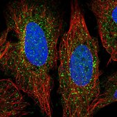 Anti-ADAMTS7 antibody produced in rabbit Prestige Antibodies® Powered by Atlas Antibodies, affinity isolated antibody
