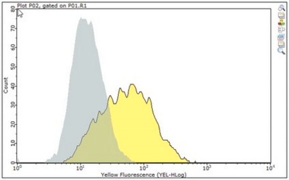 Anti-MR1 Antibody, clone 26.5 clone 26.5, from mouse