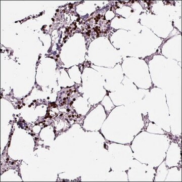 Anti-RNF151 antibody produced in rabbit Prestige Antibodies&#174; Powered by Atlas Antibodies, affinity isolated antibody, buffered aqueous glycerol solution