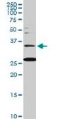 Monoclonal Anti-BARHL1 antibody produced in mouse clone 2B11, purified immunoglobulin, buffered aqueous solution