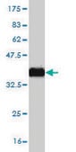 Monoclonal Anti-ZNF124 antibody produced in mouse clone 4G4, purified immunoglobulin, buffered aqueous solution