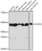Anti-CXCR5 Antibody, clone 9Q10I2, Rabbit Monoclonal