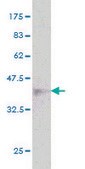 Monoclonal Anti-UBE4B antibody produced in mouse clone 8F9, purified immunoglobulin, buffered aqueous solution