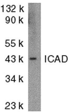 Anti-ICAD/DFF Antibody, NT (a.a. 2-21 of mouse ICAD) Chemicon&#174;, from rabbit
