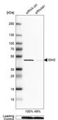 抗-IDH2 兔抗 Prestige Antibodies® Powered by Atlas Antibodies, affinity isolated antibody, buffered aqueous glycerol solution