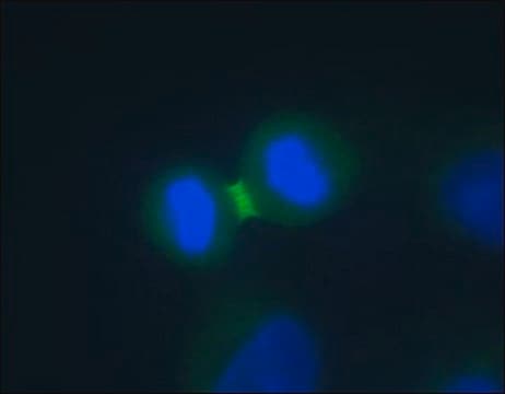 Anti-Aurora B antibody produced in rabbit IgG fraction of antiserum, buffered aqueous solution