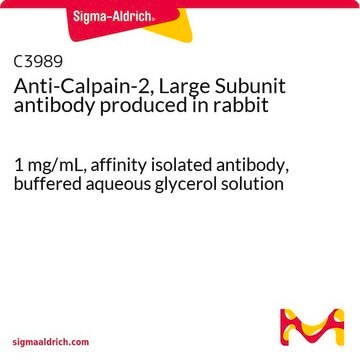 Anti-Calpain-2, Large Subunit antibody produced in rabbit 1&#160;mg/mL, affinity isolated antibody, buffered aqueous glycerol solution