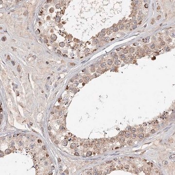 Anti-CDC123 antibody produced in rabbit Prestige Antibodies&#174; Powered by Atlas Antibodies, affinity isolated antibody, buffered aqueous glycerol solution