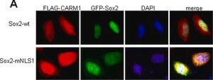 Anti-Sox2 Antibody Chemicon®, from rabbit