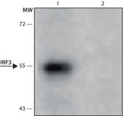 Monoclonal Anti-IRF3 antibody produced in mouse culture supernatant