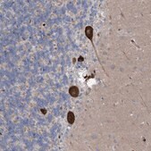 Anti-RBMS3 antibody produced in rabbit affinity isolated antibody, buffered aqueous glycerol solution