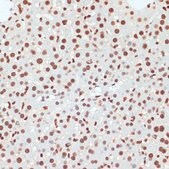 Anti-Phospho-POLR2A-S5 antibody produced in rabbit