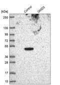 Anti-GMDS antibody produced in rabbit Prestige Antibodies&#174; Powered by Atlas Antibodies, affinity isolated antibody, buffered aqueous glycerol solution