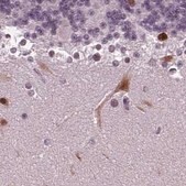 Anti-BHLHE22 antibody produced in rabbit Prestige Antibodies&#174; Powered by Atlas Antibodies, affinity isolated antibody, buffered aqueous glycerol solution