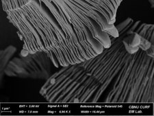 TItanium Carbide Mxene multi-layer powder, 99.9% trace metals basis (exluding Al)