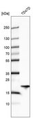 Anti-ARL1 antibody produced in rabbit Prestige Antibodies&#174; Powered by Atlas Antibodies, affinity isolated antibody