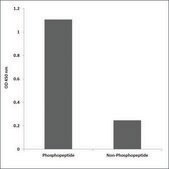 Anti-phospho-TR-&#946;1 (pSer142) antibody produced in rabbit affinity isolated antibody