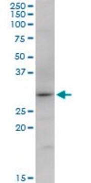 Anti-SNX12 antibody produced in mouse purified immunoglobulin, buffered aqueous solution