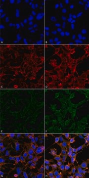 Monoclonal Anti-4-Hydroxynonenal-Allophycocyanin antibody produced in mouse clone 12F7