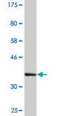 Monoclonal Anti-PTPLAD1, (N-terminal) antibody produced in mouse clone 5B5, ascites fluid